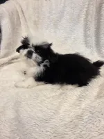 Timmy, a male Pekingese and Shih Tzu for sale in Seattle, WA – Photo 1 of 2