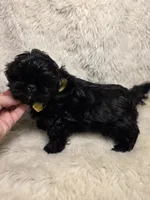 Solid Black Pekitzu , a male Pekingese and Shih Tzu for sale in Ellensburg, WA – 2 of 5