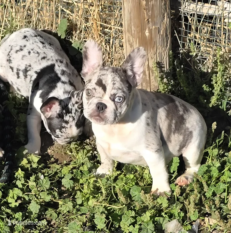 Skyler – French Bulldog puppy for sale in Ellensburg, WA