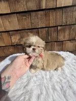 Choc Fawn Boy pekitzu , a male Shih Tzu for sale in Ellensburg, WA – 2 of 4