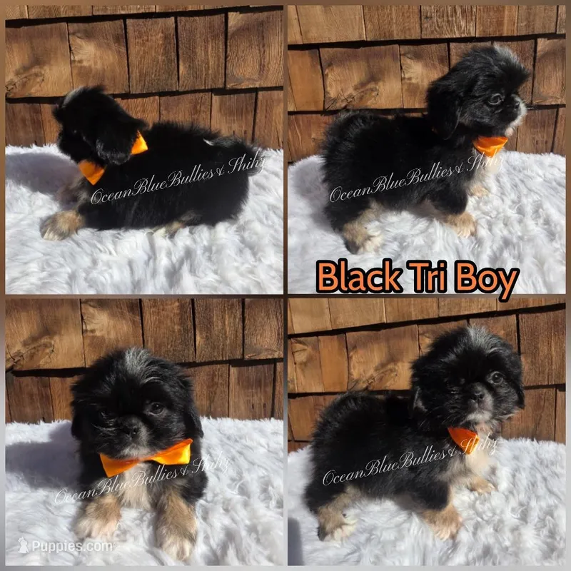 Pekitzu Boy#2 – Pekingese, Shih Tzu puppy for sale in Ellensburg, WA