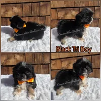 Pekitzu Boy#2, a male Pekingese and Shih Tzu for sale in Ellensburg, WA – 1 of 1
