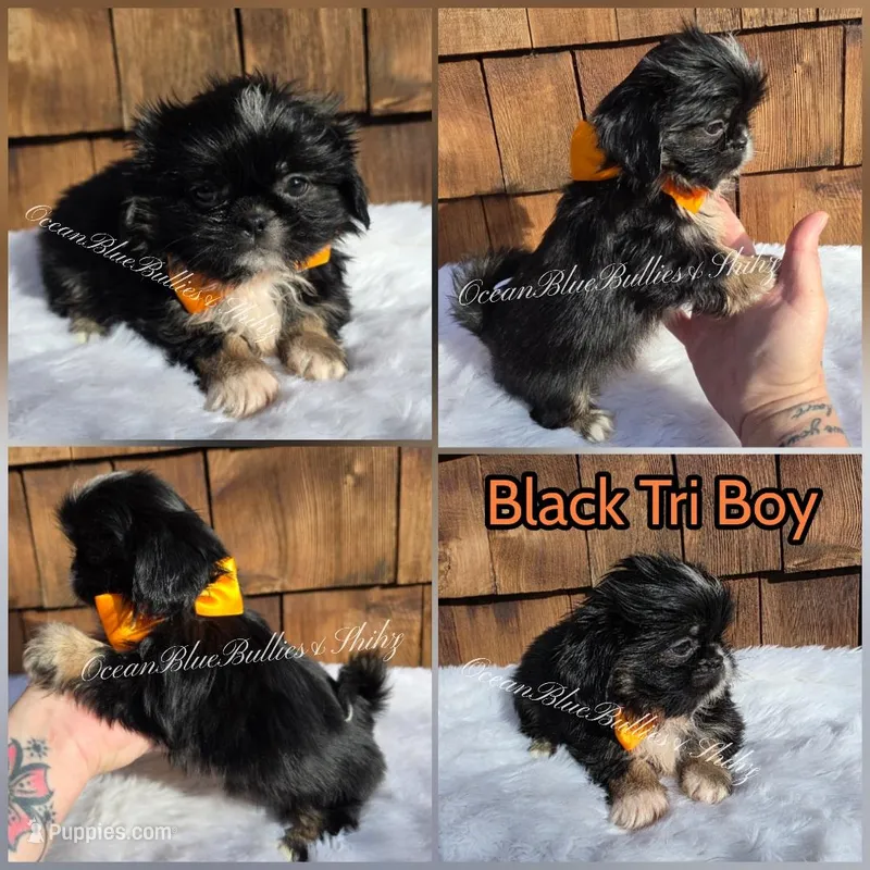 Pekitzu Boy#2 – Pekingese, Shih Tzu puppy for sale in Seattle, WA