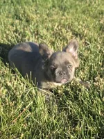 Carriers cocoa, testable choc, at, , a female French Bulldog for sale in Ellensburg, WA – 2 of 6