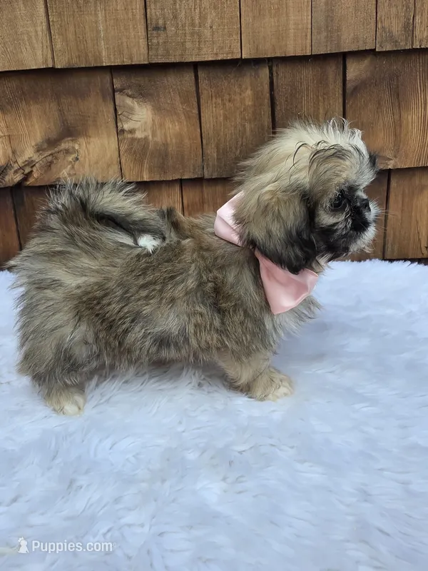 Teacup Tootie  – Shih Tzu puppy for sale in Ellensburg, WA
