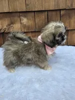 Teacup Tootie , a female Shih Tzu for sale in Ellensburg, WA – 1 of 7