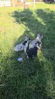 Skyler, a male French Bulldog for sale in Ellensburg, WA – 5 of 7