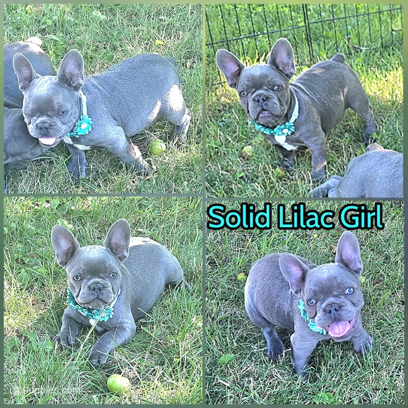 Turquoise Collar Girl – French Bulldog puppy for sale in Ellensburg, WA