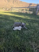 Carriers cocoa, testable choc, at, , a female French Bulldog for sale in Ellensburg, WA – 6 of 6