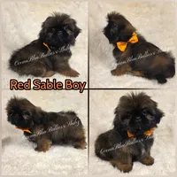 Handsome pekitzu , a male Pekingese and Shih Tzu for sale in Ellensburg, WA – 1 of 1