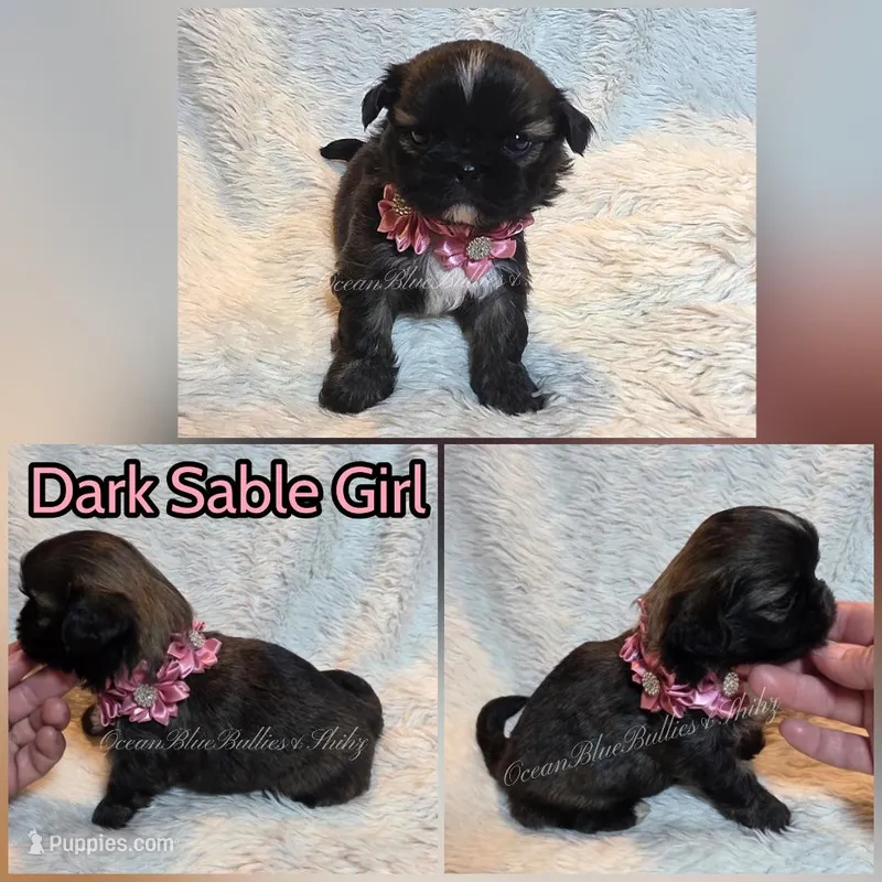 Pekitzu Girl #3 – Pekingese, Shih Tzu puppy for sale in Seattle, WA
