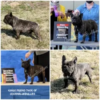 Thor Pet only, a male French Bulldog for sale in Ellensburg, WA – 1 of 1
