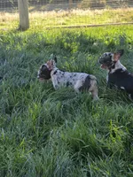 Sailor , a male French Bulldog for sale in Ellensburg, WA – 3 of 6