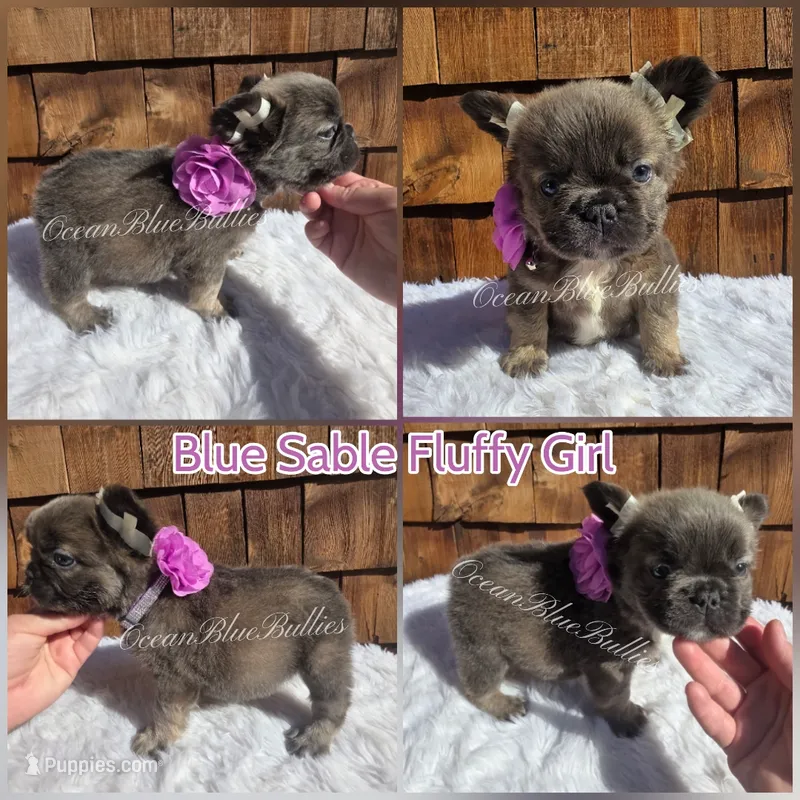 Bubbles – French Bulldog puppy for sale in Ellensburg, WA