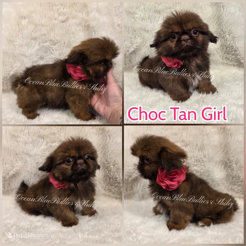 Imperial Pekitzu  – Pekingese, Shih Tzu puppy for sale in Ellensburg, WA
