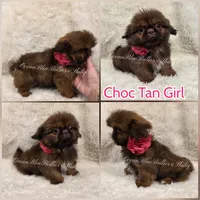 Imperial Pekitzu , a female Pekingese and Shih Tzu for sale in Ellensburg, WA – 1 of 1