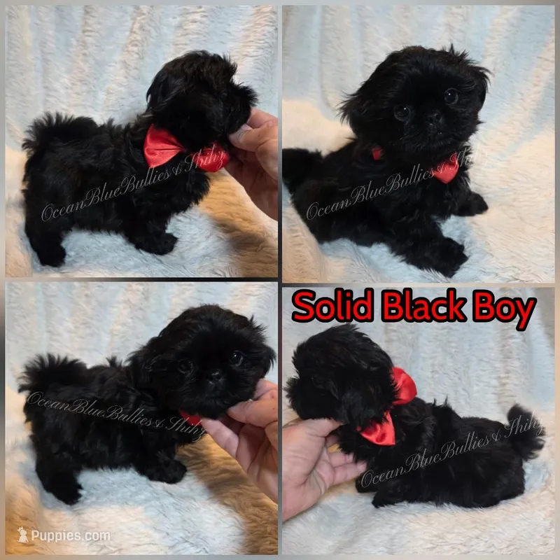 Tiny Max – Shih Tzu puppy for sale in Seattle, WA