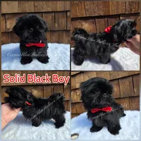 Tiny Max, a male Shih Tzu for sale in Ellensburg, WA – 1 of 1