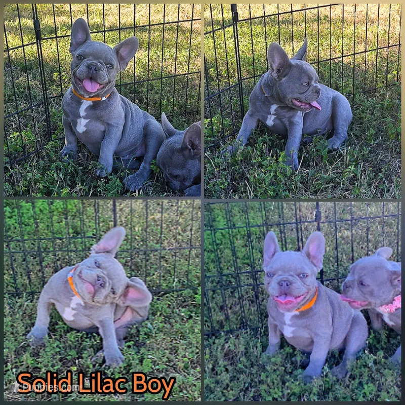 Orange collar boy – French Bulldog puppy for sale in Ellensburg, WA