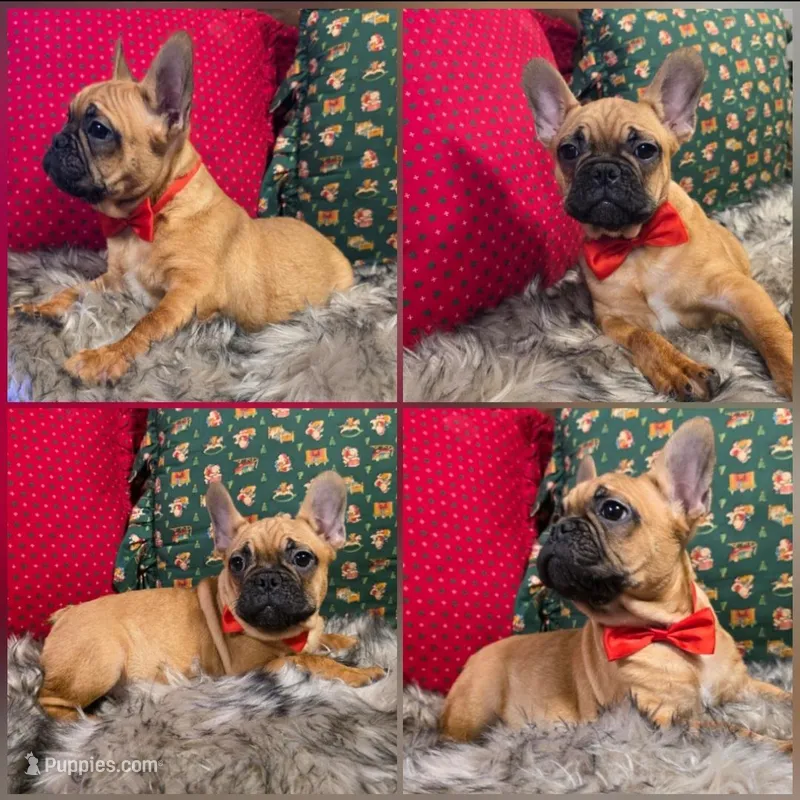 Max, a male French Bulldog for sale in Seattle, WA – Photo 1 of 1