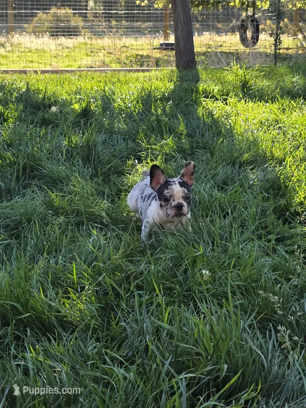 Sailor  – French Bulldog puppy for sale in Ellensburg, WA