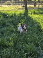 Sailor , a male French Bulldog for sale in Ellensburg, WA – 1 of 6