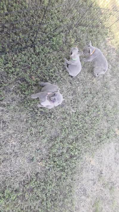 Pink Collar girl, a female French Bulldog for sale in Ellensburg, WA – 2 of 2