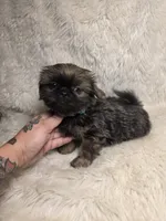 Ting Blue Sable Pekitzu, a female Shih Tzu for sale in Ellensburg, WA – 5 of 6
