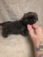 Ting Blue Sable Pekitzu, a female Shih Tzu for sale in Ellensburg, WA – 4 of 6