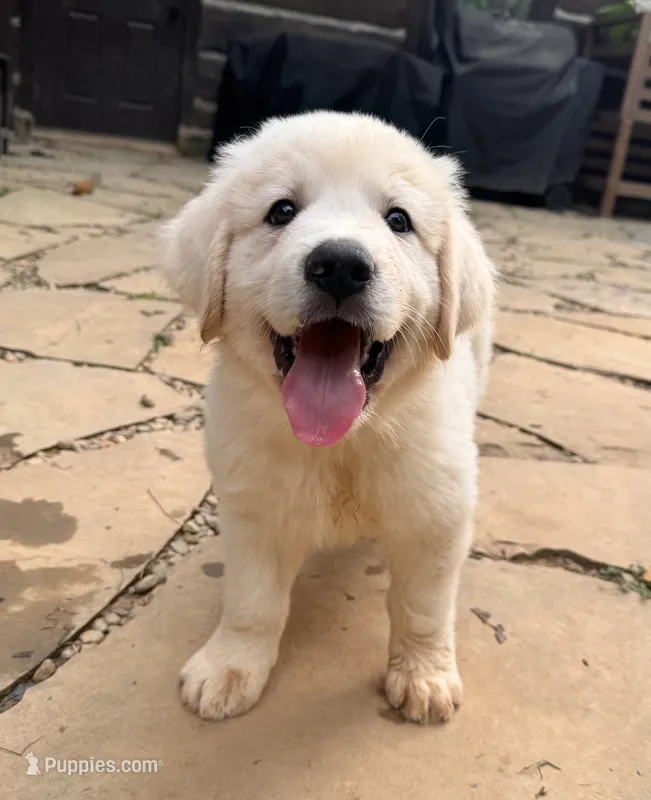 Sugar  – Great Pyrenees, Bernedoodle puppy for sale in Bryson City, NC