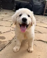Sugar , a male Great Pyrenees and Bernedoodle for sale in Bryson City, NC – 1 of 3