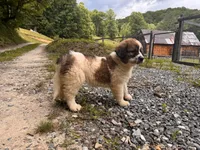 Muffin, a female Great Pyrenees and Bernedoodle for sale in Bryson City, NC – 3 of 3