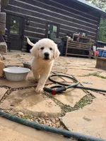 Sugar , a male Great Pyrenees and Bernedoodle for sale in Bryson City, NC – 3 of 3