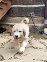 Toffee, a male Great Pyrenees and Bernedoodle for sale in Bryson City, NC – 2 of 3