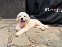 Sugar , a male Great Pyrenees and Bernedoodle for sale in Bryson City, NC – 2 of 3