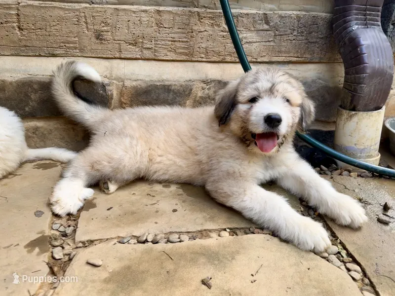Toffee – Great Pyrenees, Bernedoodle puppy for sale in Bryson City, NC