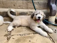 Toffee, a male Great Pyrenees and Bernedoodle for sale in Bryson City, NC – 1 of 3