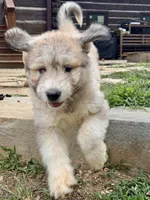 Toffee, a male Great Pyrenees and Bernedoodle for sale in Bryson City, NC – 3 of 3