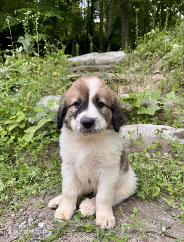 Muffin – Great Pyrenees, Bernedoodle puppy for sale in Bryson City, NC