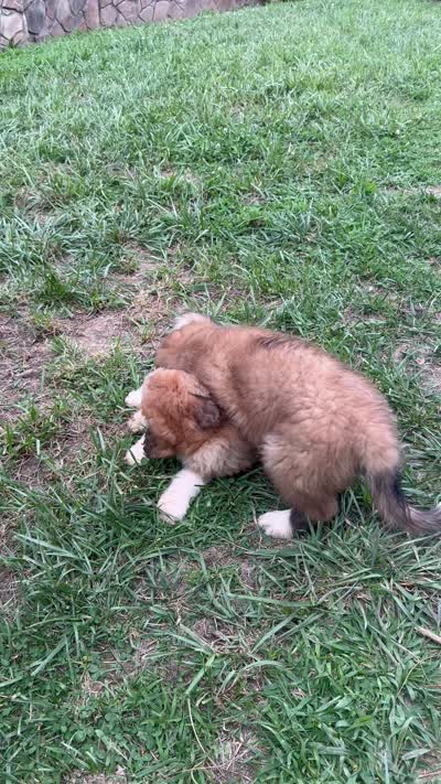 Bear, a male Great Pyrenees and Bernedoodle for sale in Bryson City, NC – 2 of 2