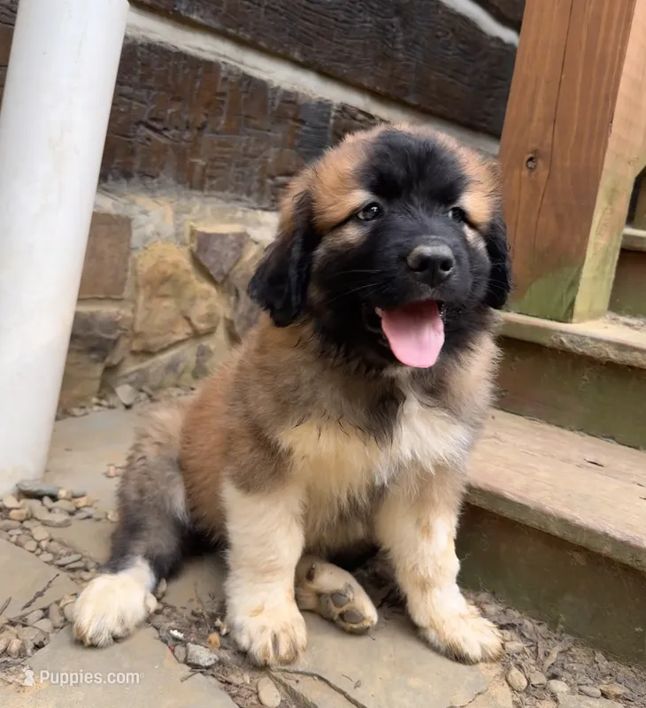 Bear – Great Pyrenees, Bernedoodle puppy for sale in Bryson City, NC