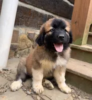 Bear, a male Great Pyrenees and Bernedoodle for sale in Bryson City, NC – 1 of 2