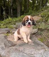 Muffin, a female Great Pyrenees and Bernedoodle for sale in Bryson City, NC – 2 of 3