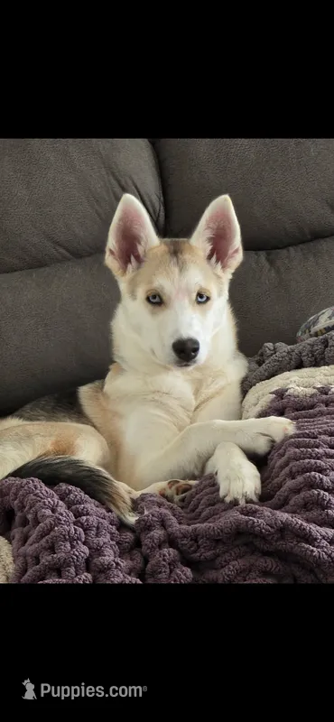 Raccoon  – German Shepherd Dog, Siberian Husky puppy for sale in Ypsilanti, MI