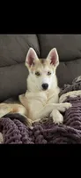 Raccoon , a female German Shepherd Dog and Siberian Husky for sale in Ypsilanti, MI – 1 of 4