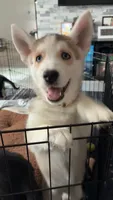 Raccoon , a female German Shepherd Dog and Siberian Husky for sale in Ypsilanti, MI – 3 of 4