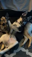 YinYang, a male German Shepherd Dog and Siberian Husky for sale in Ypsilanti, MI – 2 of 3