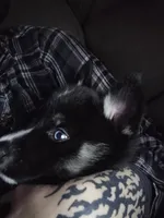 Bear, a female German Shepherd Dog and Siberian Husky for sale in Ypsilanti, MI – Photo 1 of 4