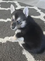 Tobasco, a female German Shepherd Dog and Siberian Husky for sale in Ypsilanti, MI – Photo 3 of 3