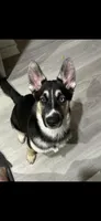 YinYang, a male German Shepherd Dog and Siberian Husky for sale in Ypsilanti, MI – 1 of 3